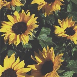 Meet your Posher, Ivanna